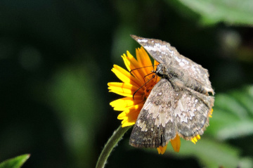 Little Butterfly 