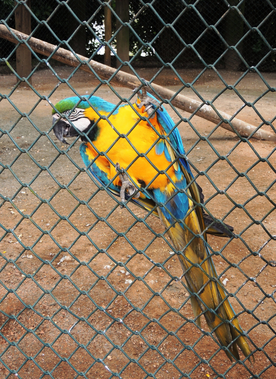 Arara