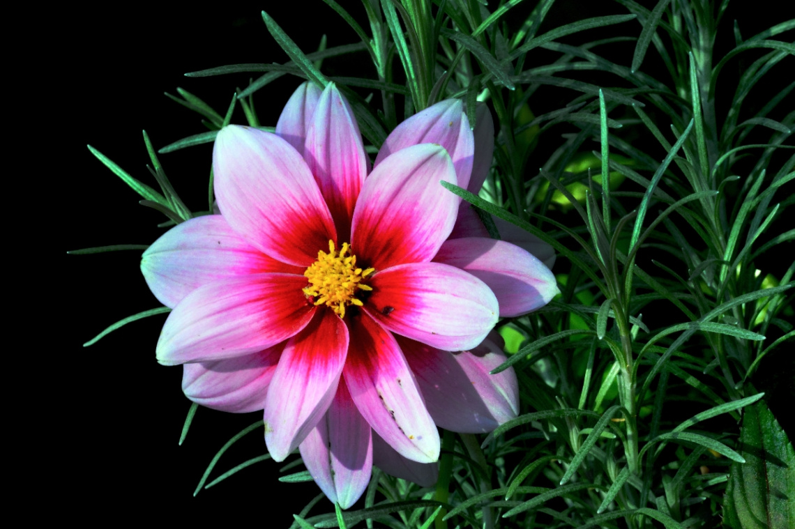 BLÜTE
