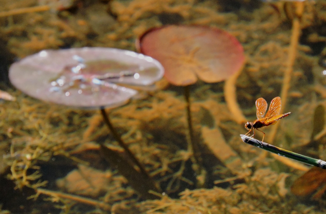 Lake background with Dragonfly
