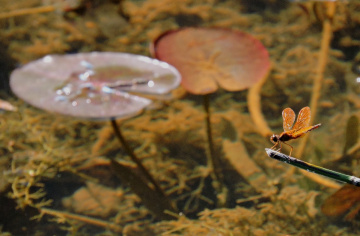Lake background with Dragonfly