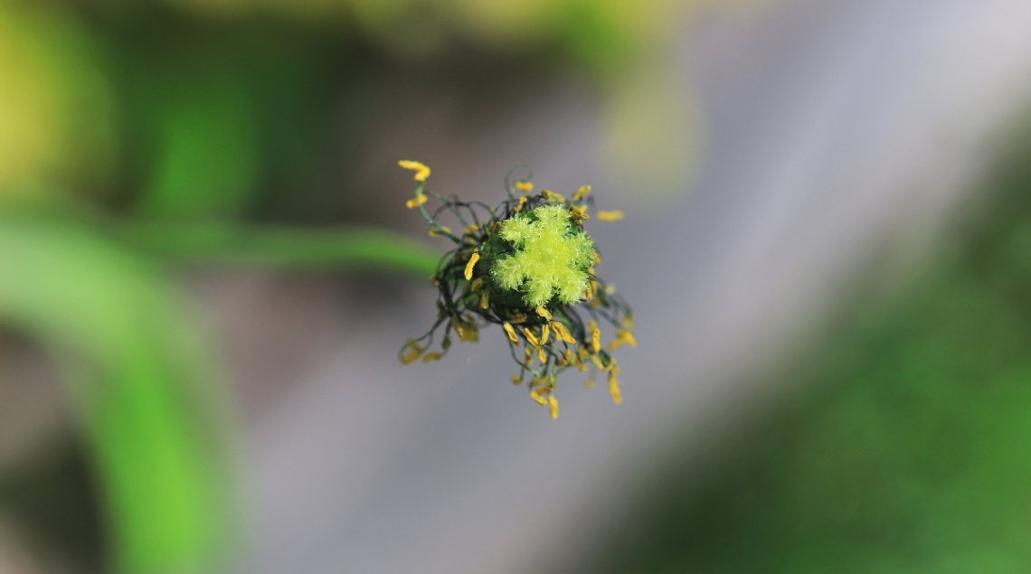 Green/Yellow