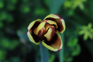 Tulip Moment