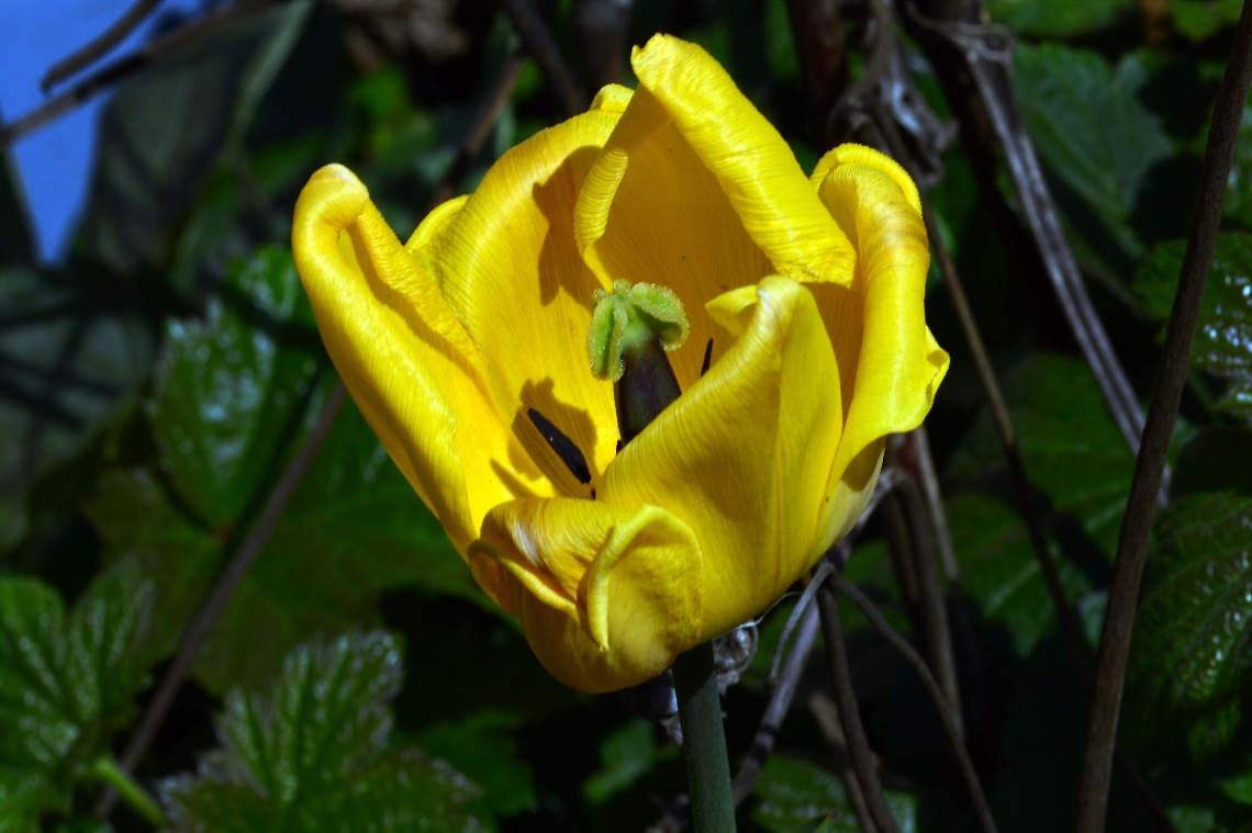 BLÜTE