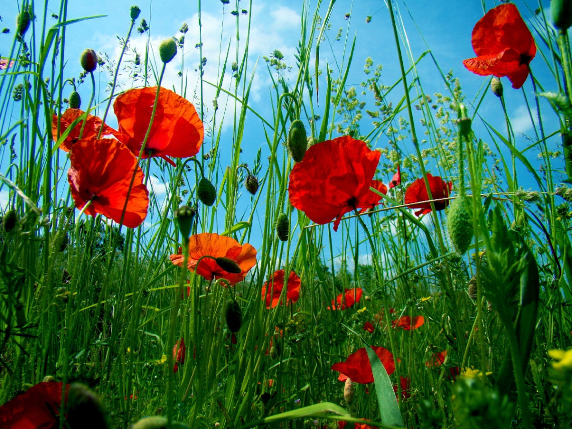 BLÜTEN