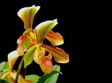 Sapatinho orchids