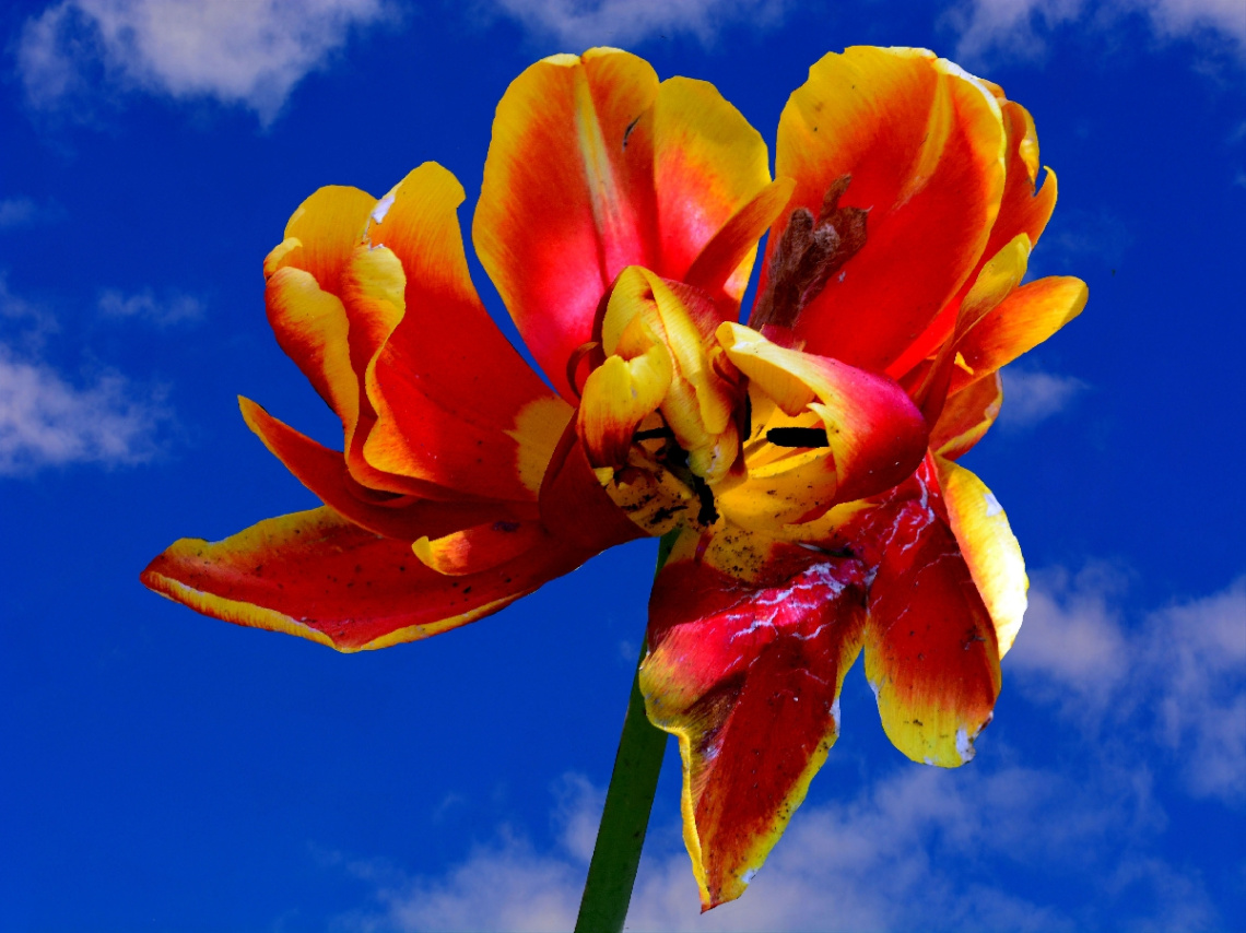 BLÜTE