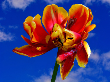 BLÜTE