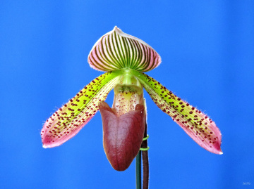 Cypripediodeae
