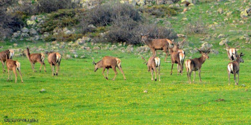 geyik