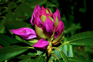 BLÜTEN