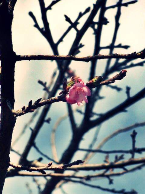 Flor de cerejeira
