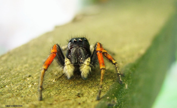 Spider