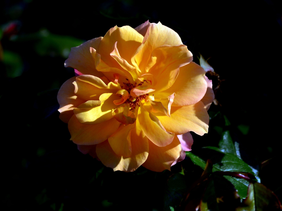 LICHT