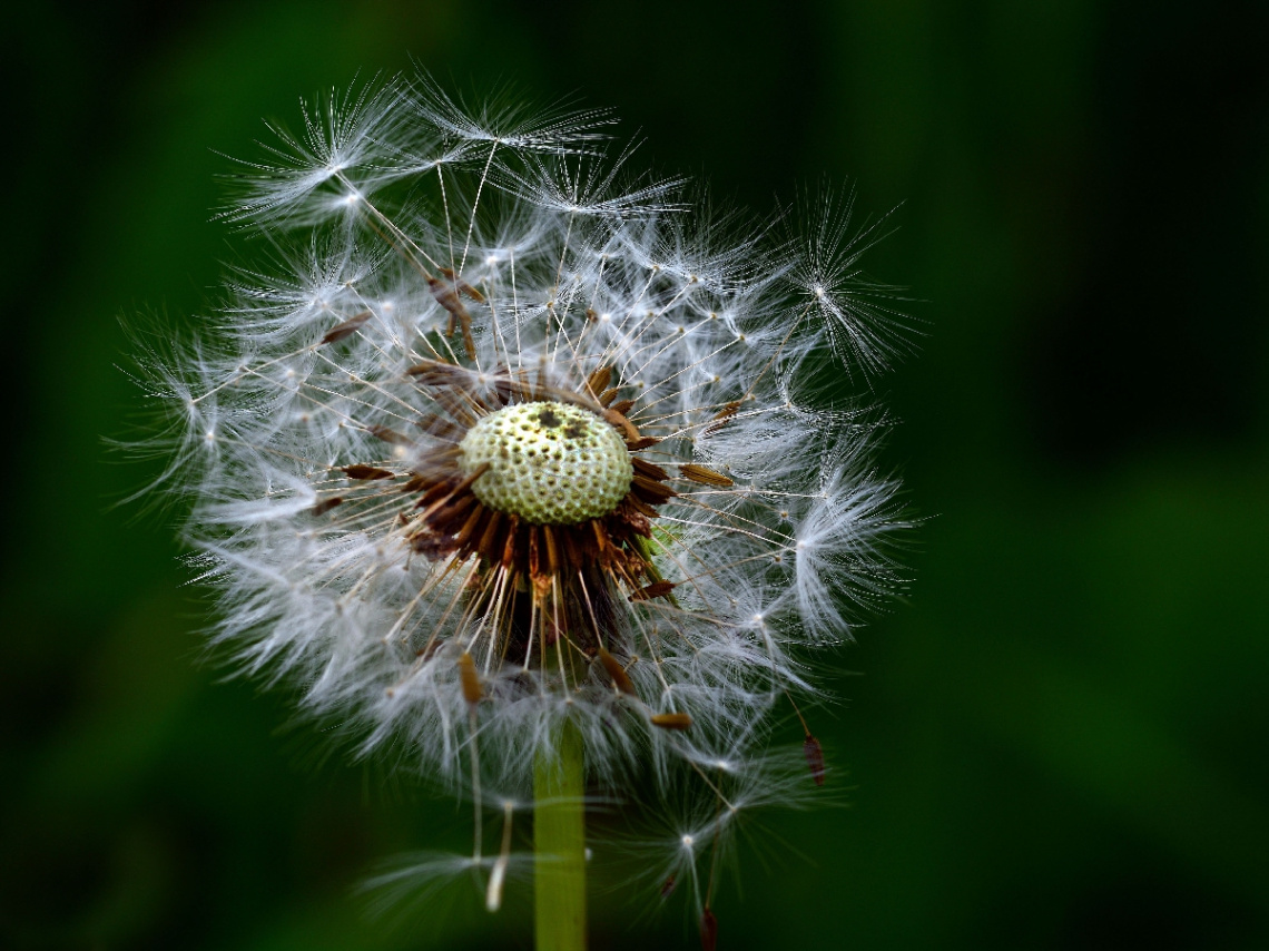 BLÜTE