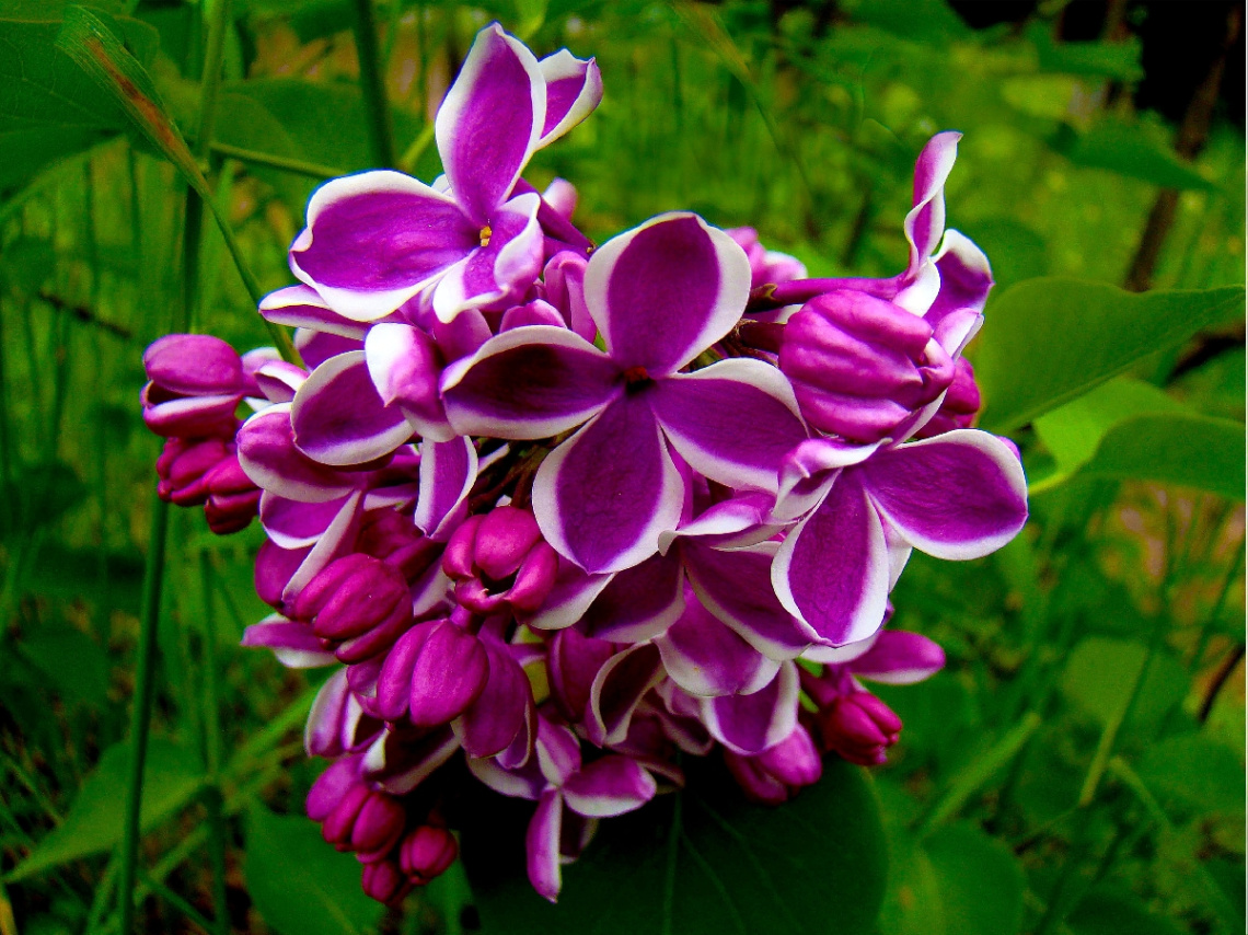 BLÜTE