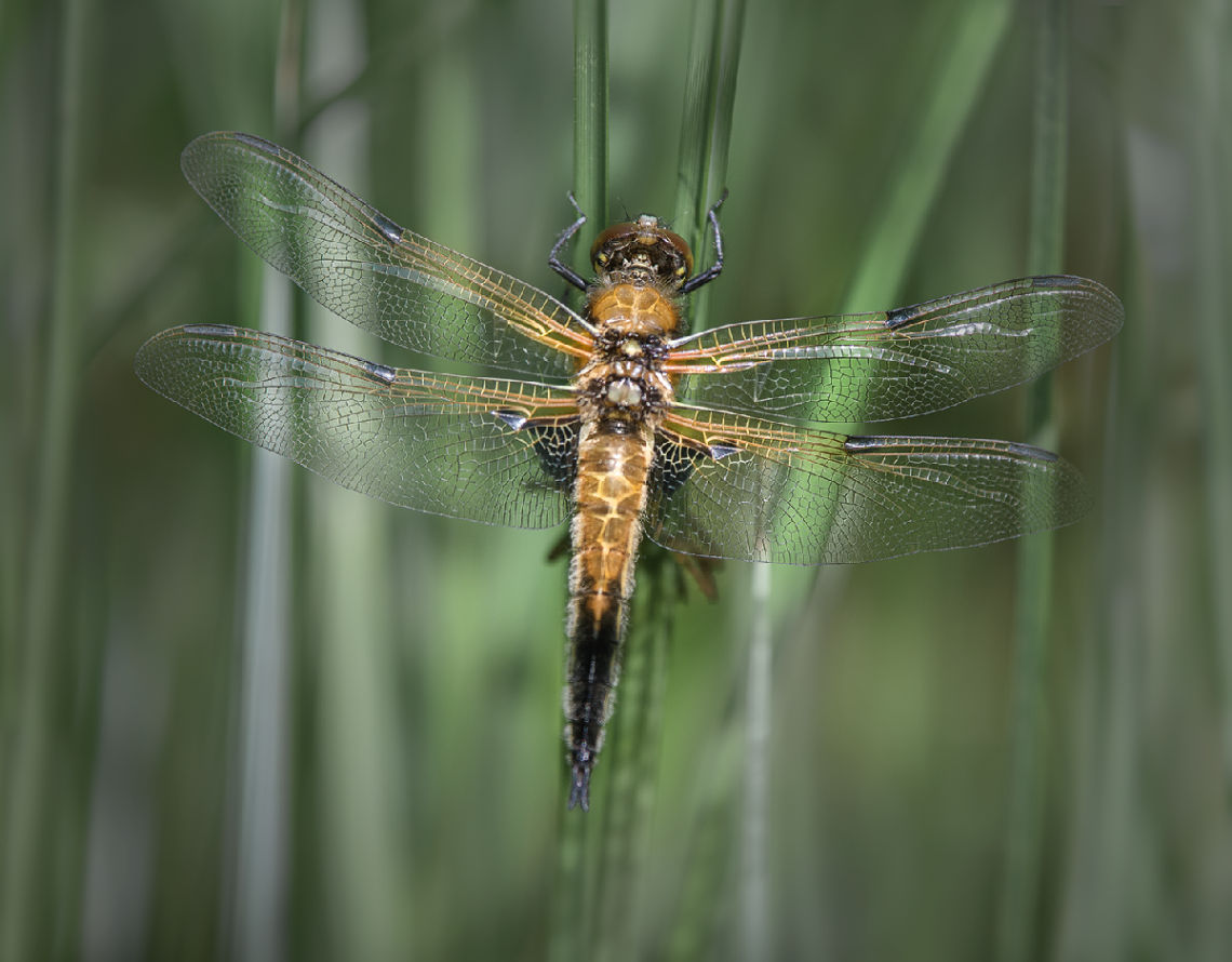 Libellula quadrimaculata