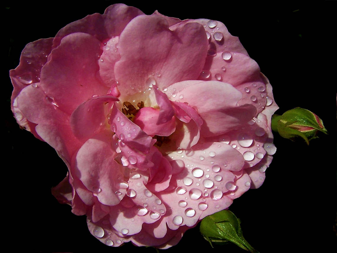BLÜTE