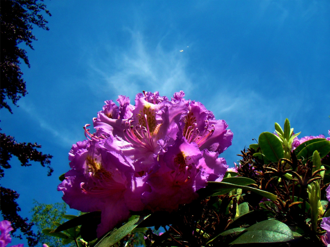 BLÜTEN