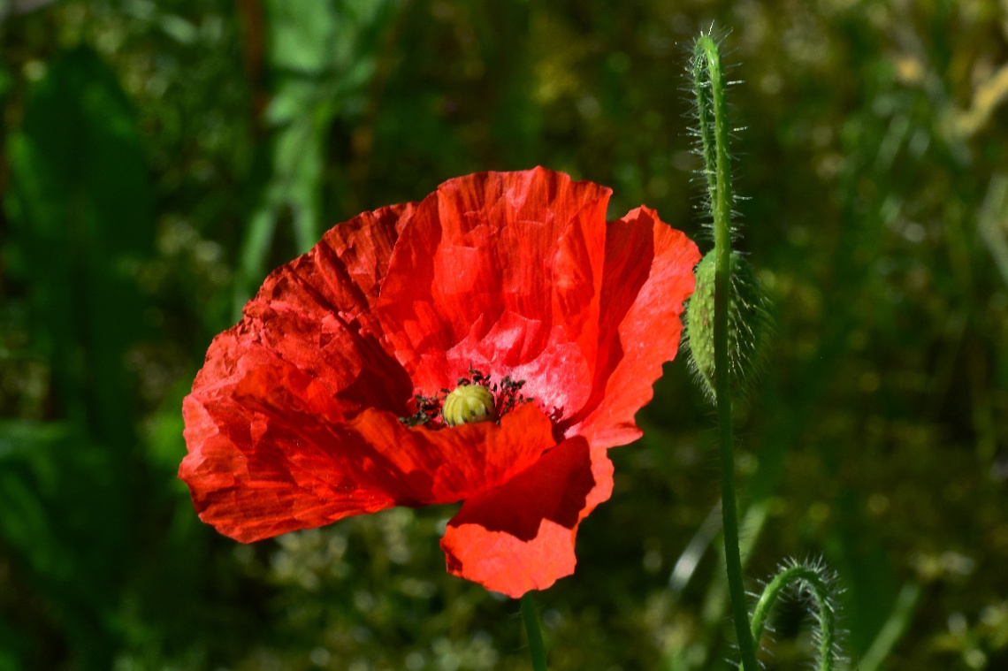 BLÜTE