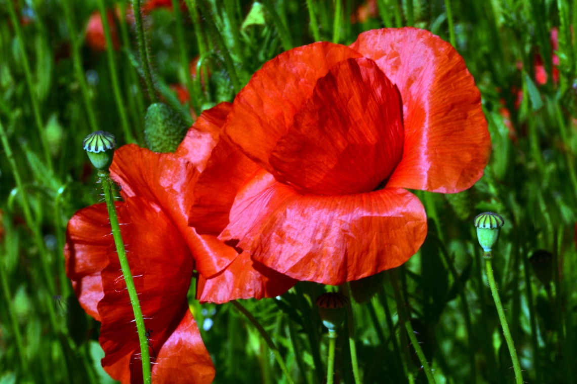 BLÜTEN