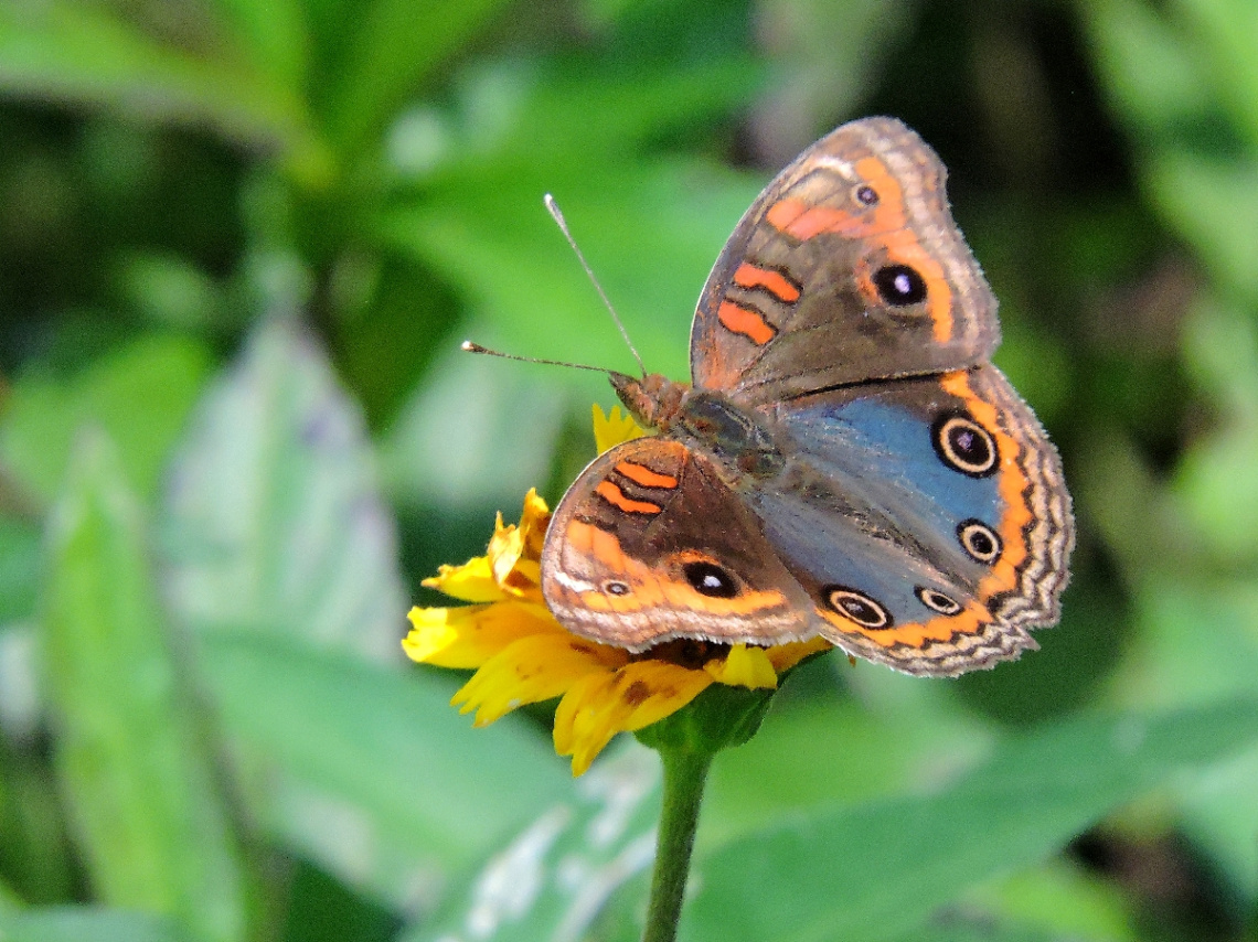 Junonia Coenia