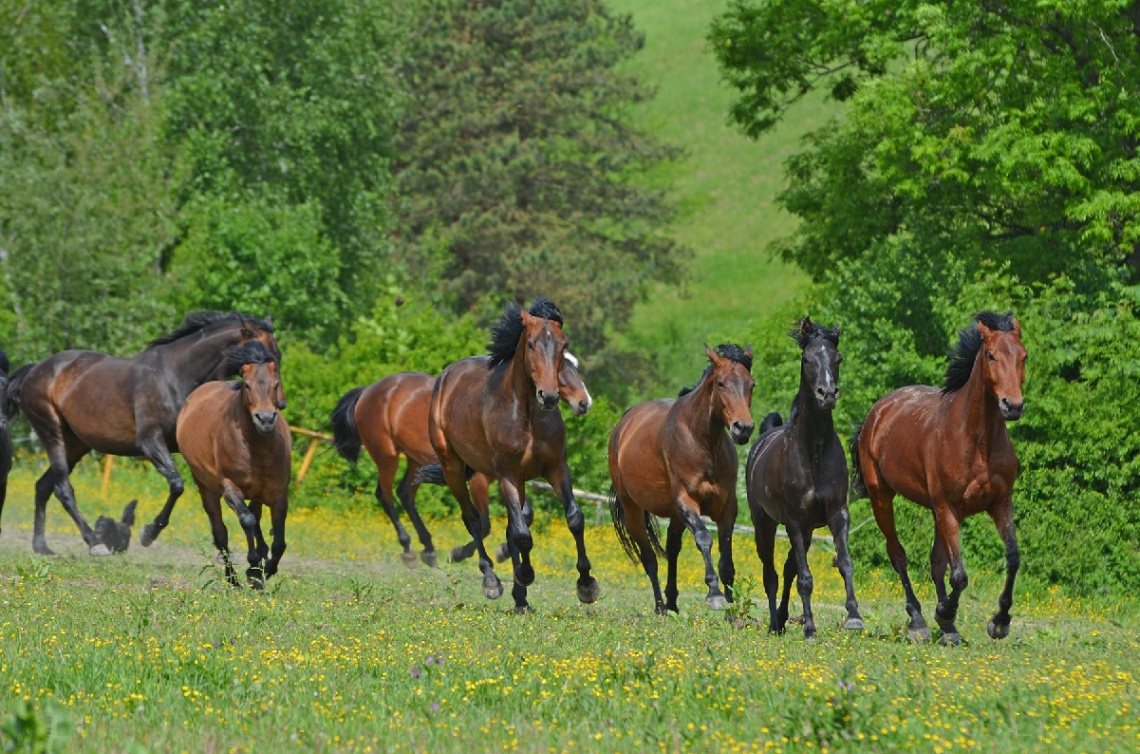 ... horses