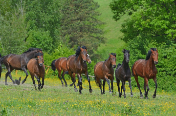 ... horses