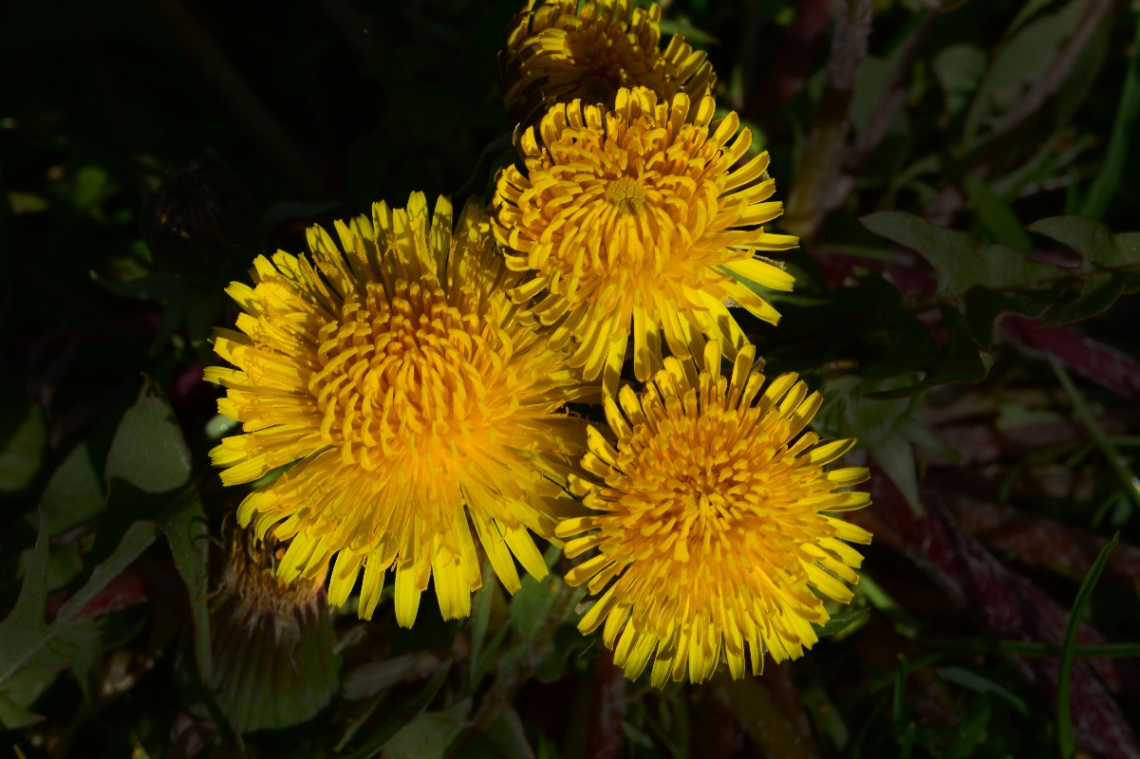 BLÜTEN