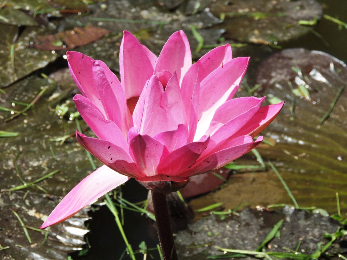 Pétalas Rosa