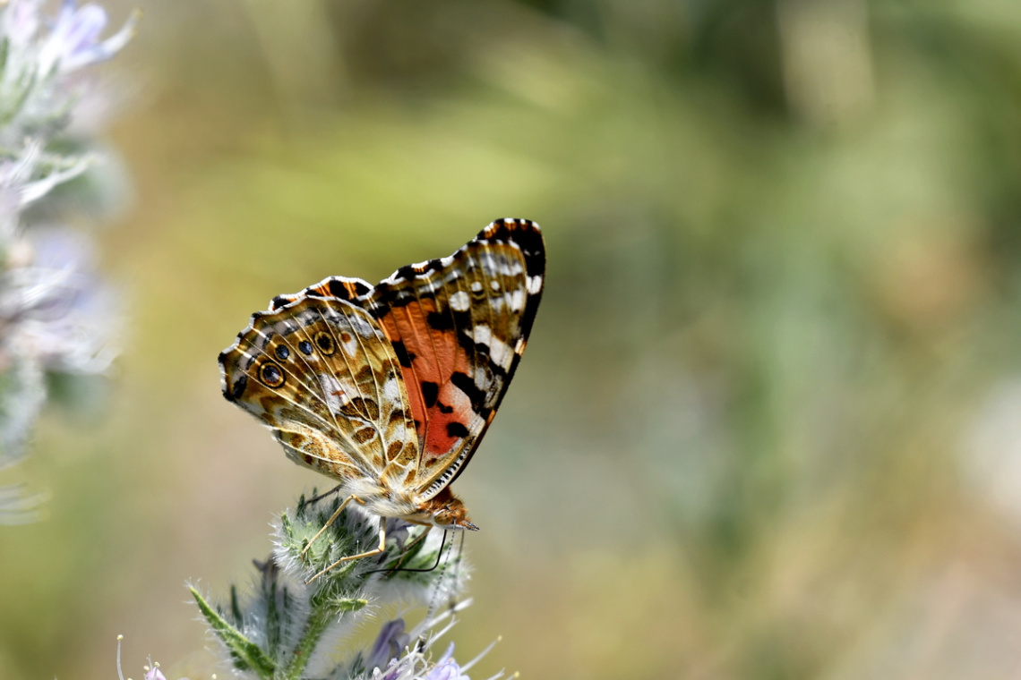 Vanessa cardui Diken kelebeği