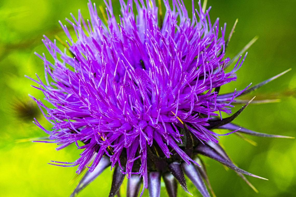 Silybum