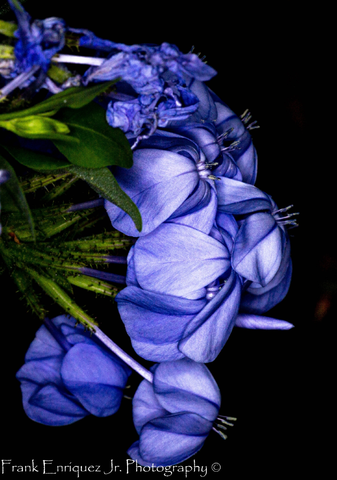 Desert Flowers