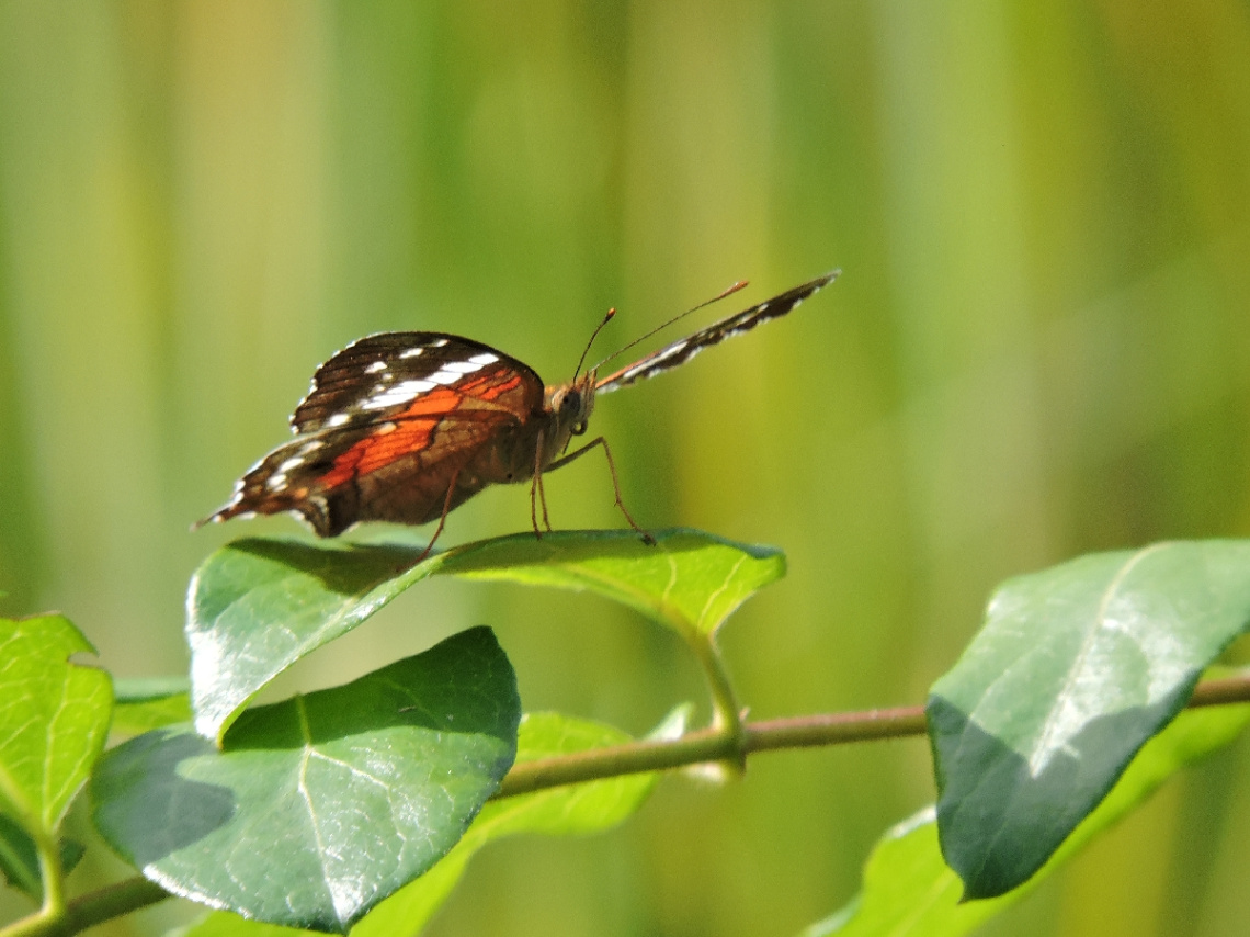 Borboleta 