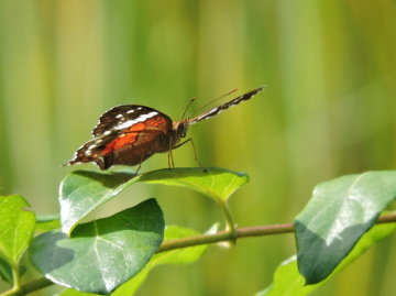 Borboleta 