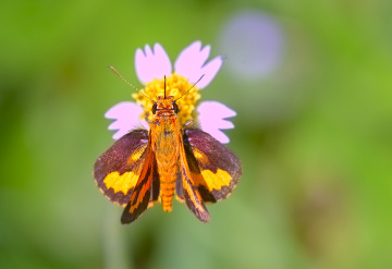 Skipper
