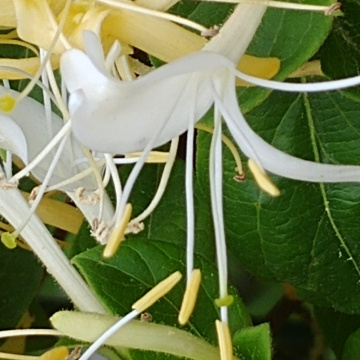 Mis