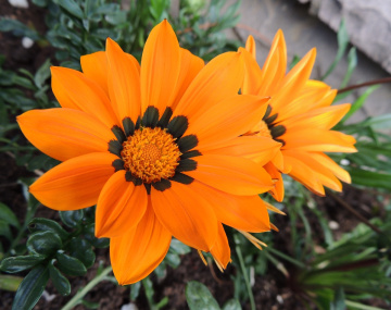 Flor amarela