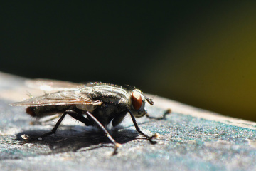 Karasinek