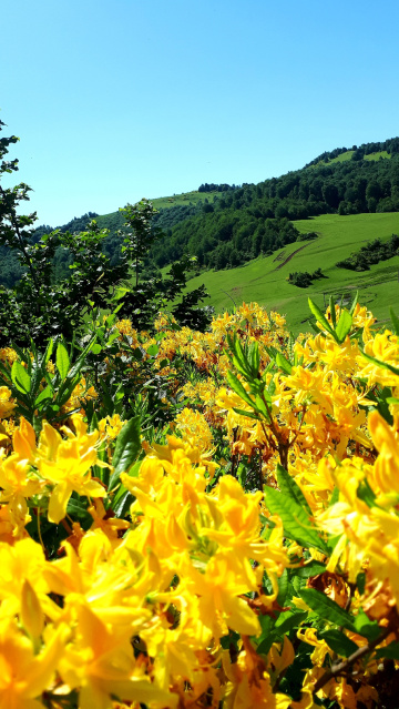 Ordu/Uluvahta yaylasından
