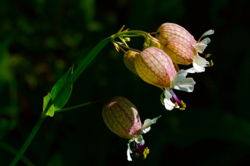 BLÜTEN