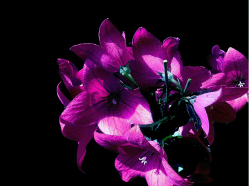 BLÜTEN