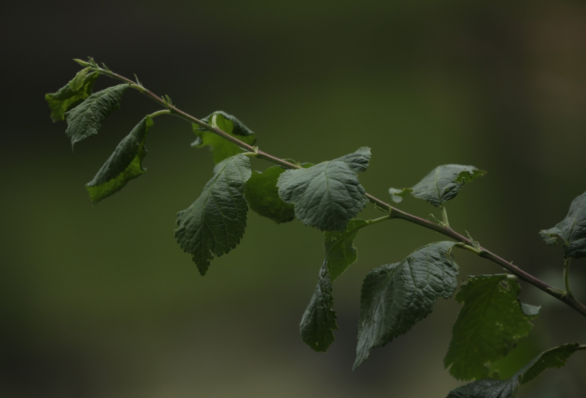 Green....