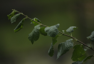 Green....