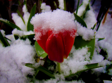 SCHNEE