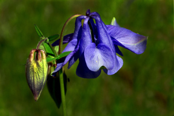 BLÜTE
