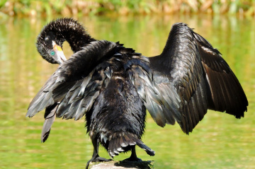 Neotropic Cormorant