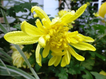 Flor amarela