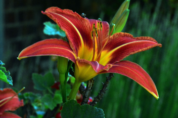 BLÜTE
