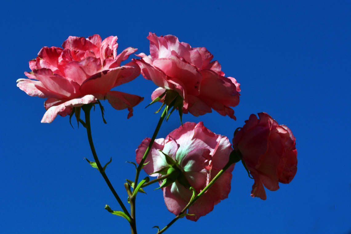 BLÜTEN